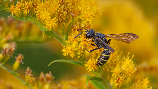 A live bee in front of the mirror on black and green background. Side View. Macro.