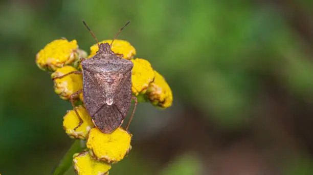 A Brown Stink Bug enjoys the last rays of the sun in autumn.