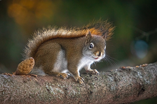 A magnificent American red squirrel, a little surprised, in autumn in the Laurentian forest.