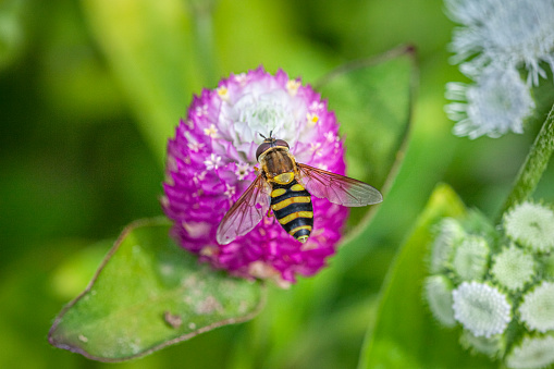 A Black-margined Flower Fly forages on a Gomphrena flower in early fall in the boreal forest.