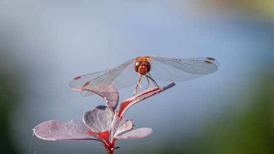 A dragonfly, white-faced meadowhawk, rests in late afternoon light in early fall in the boreal forest.