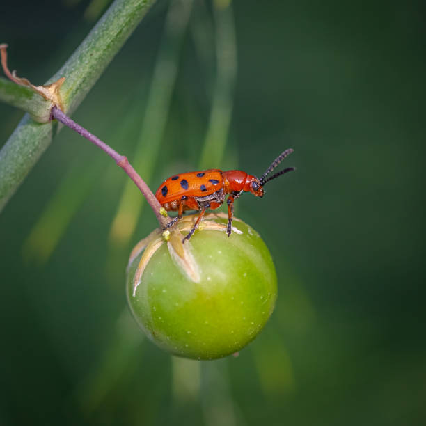 A twelve-spotted Asparagus Beetle on an asparagus plant fruit in summer.