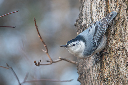 A white-breasted nuthatch in the Laurentian forest in winter.