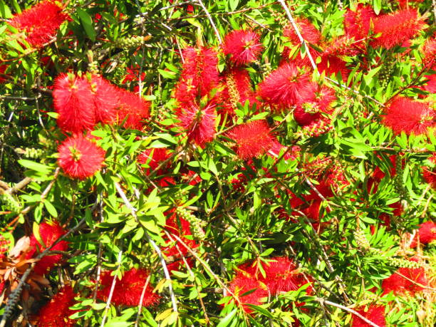 Melaleuca citrina -Callistemon citrinus. Bottlebrush or Callistemon Citrinus plant (Melaleuca Citrina).
Melaleuca citrina, the common red bottlebrush, crimson bottlebrush, or lemon bottlebrush is a plant in the myrtle family Myrtaceae.Nature Parks red flower trees callistemon citrinus stock pictures, royalty-free photos & images