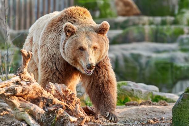 istock Huge brown bear with a nice brown fur walking on the ground 1364472570