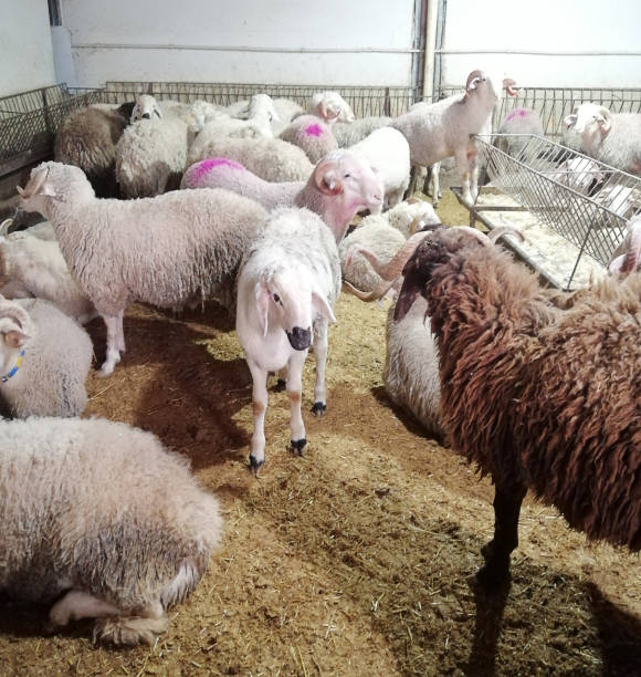 istock Sheeps and aries at barn before feast of the sacrifice 1364473935