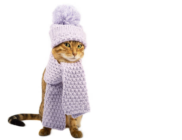 istock A warm winter scarf and a hat are worn on a Bengal cat. 1364474132