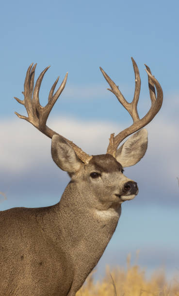 istock Mule Deer Buck in Autumn in Colorado 1364474148