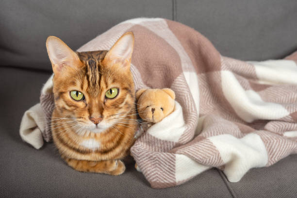 A domestic cat with a teddy bear is covered with a blanket on a gray sofa.