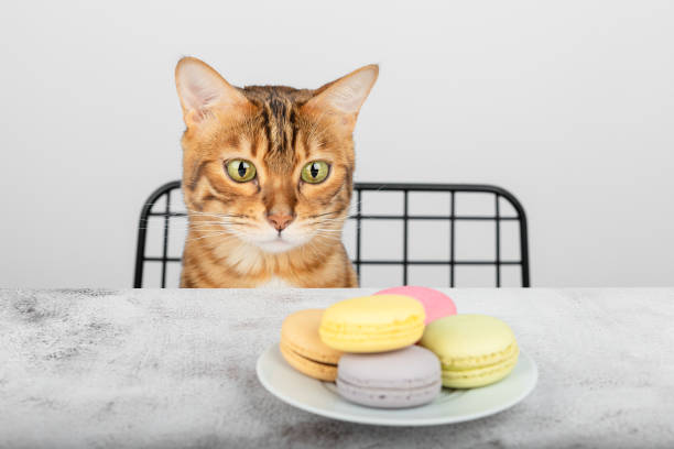 istock A funny cat looks at the multi-colored macaroon cookies. 1364474187