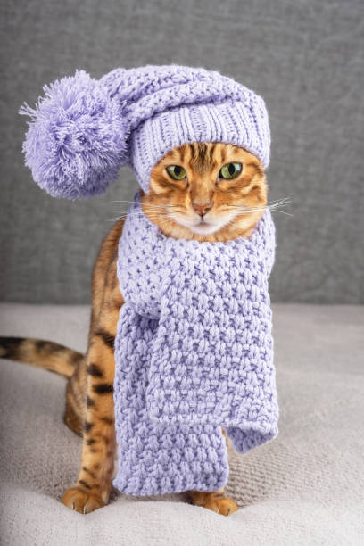 istock A funny Bengal cat is dressed in a handmade scarf and a hat. 1364474223