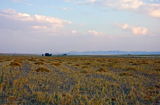 Beautiful sky with cirrus clouds over farmlands. Agricultural field with stubble. Landscape.