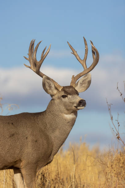 istock Mule Deer Buck in Autumn in Colorado 1364474293
