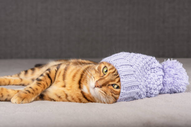 istock Bengal cat in a cap is lying on the bed. 1364474330