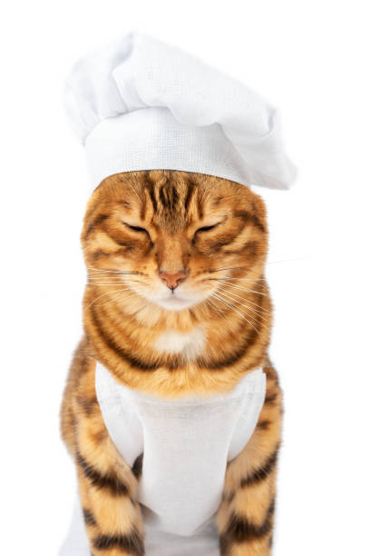istock Domestic cat - cook close-up with closed eyes 1364474333