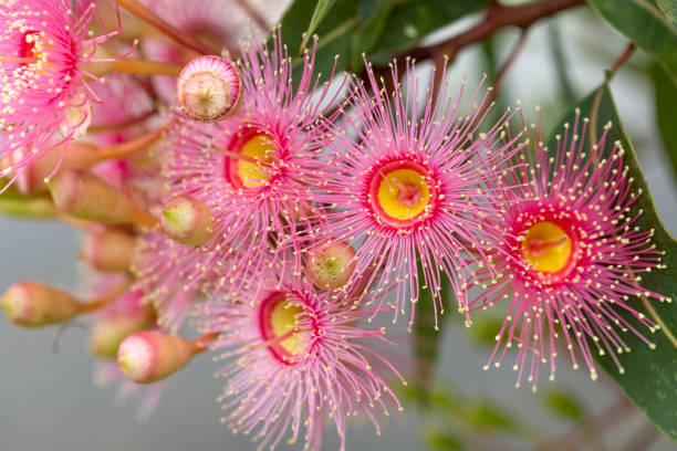 istock Beautiful Gum Tree flowers and buds, background with copy space 1364474364