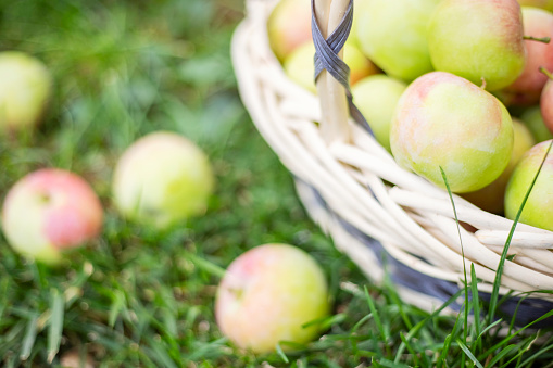 Apples in basket on green grass in the garden. Harvesting apples and picking apples on the farm.
