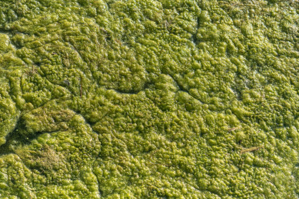 die textur der grünalgen auf der oberfläche des sees, hintergrund.. - algae slimy green water stock-fotos und bilder