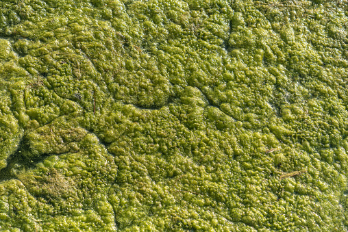 The texture of green algae on the surface of the lake.