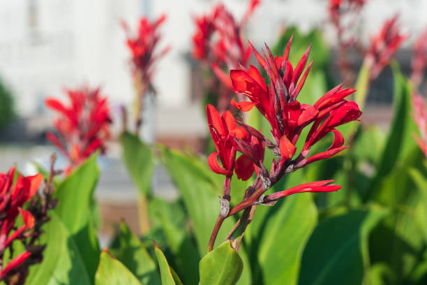 istock Red canna flower in the park, background. 1364475795