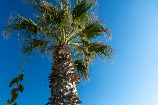 istock Palm tree on the background of blue sky wind 1364475997