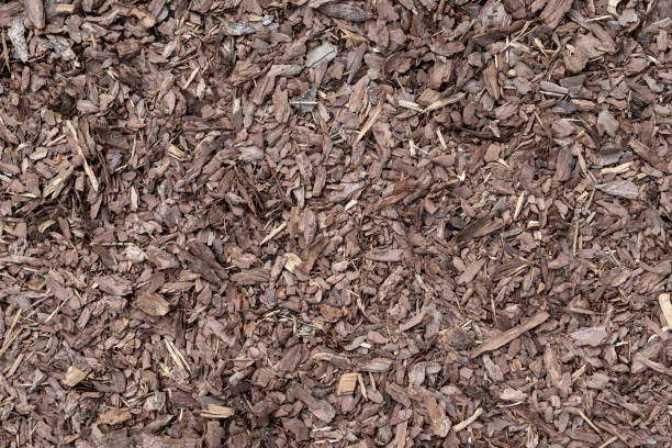 istock Bark and wood chip pavement texture, top view. 1364476718