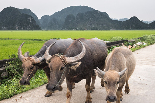 Dolta festival is organized from lunar August 29th to Lunar September 1st. On this ocation, Khmer people in Bay Nui region hold the ox racing festival which is very exciting and draws numerous viewers