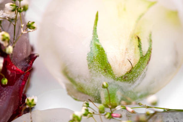 istock Frozen artistic fresh flowers in ice cubes. Art. 1364478819