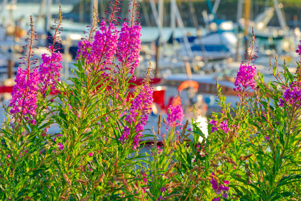 istock Victoria, Vancouver Island 1364479484