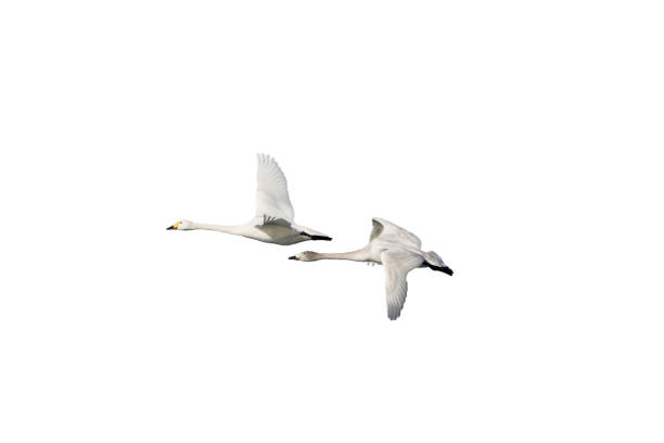 istock Two swans in flying isolated on a white background. 1364479770