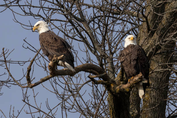 istock The bald eagle (Haliaeetus leucocephalus) sitting on a tree on Lake Michigan 1364480081
