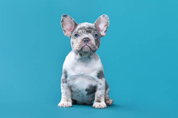 Merle French Bulldog dog puppy Merle French Bulldog dog puppy sitting in front of blue background french bulldog puppies stock pictures, royalty-free photos & images