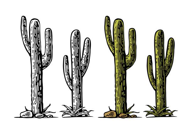 cactus saguaro . vector hand drawn vintage engraving - saguaro kaktüsü stock illustrations