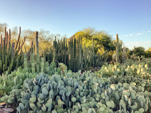 Sonoran Desert, Arizona