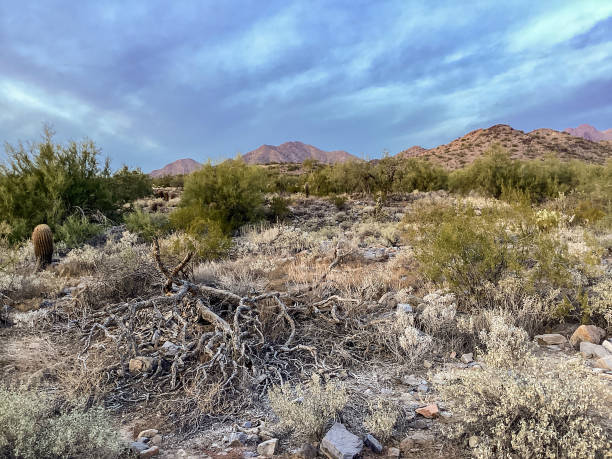istock McDowell Sonoran Conservancy Gateway Trailhead in Scottsdale, Arizona 1364483540