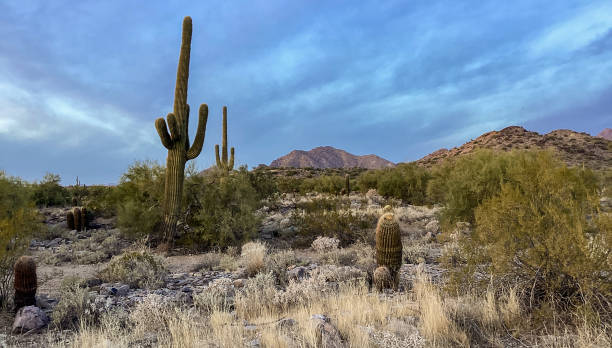 istock McDowell Sonoran Conservancy Gateway Trailhead in Scottsdale, Arizona 1364483541
