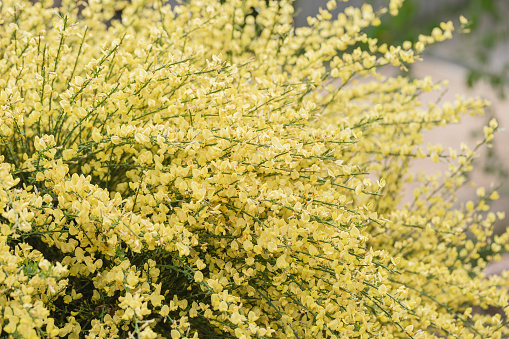 Blooming branches of scotch broom or cytisus praecox shrub in park. Spring background with yellow flowering plants. Close-up, soft selective focus