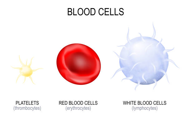 illustrazioni stock, clip art, cartoni animati e icone di tendenza di tipo di cellule del sangue - blood cell cell human cell animal cell
