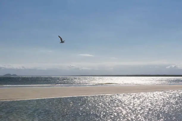 Seagull flying over the bay of Paranaguá in southern Brazi