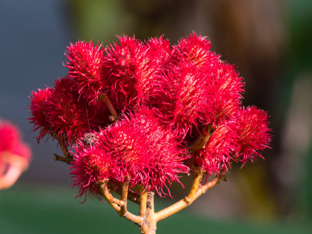 annatto, achiote o árbol de lápiz labial (bixa orellana) fruta sobre árbol - achiote fotografías e imágenes de stock