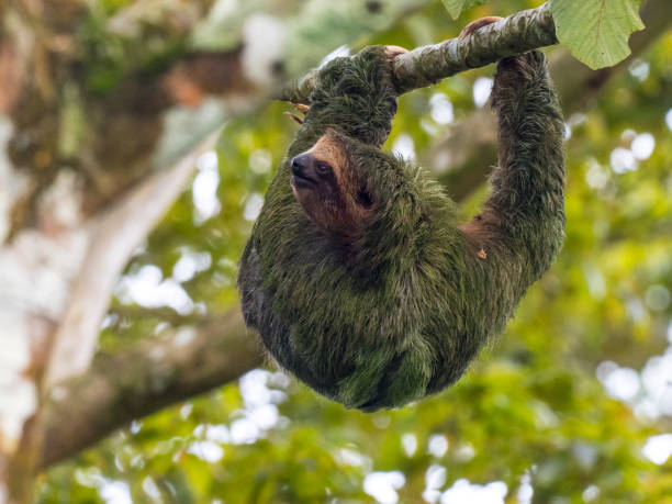 istock Brown-throated three-toed sloth hanging on tree 1364484834