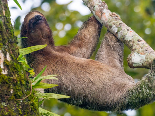 istock Brown-throated three-toed sloth in nature 1364484835