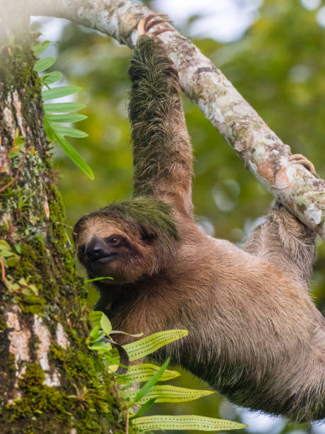 istock Brown-throated three-toed sloth in nature 1364484843