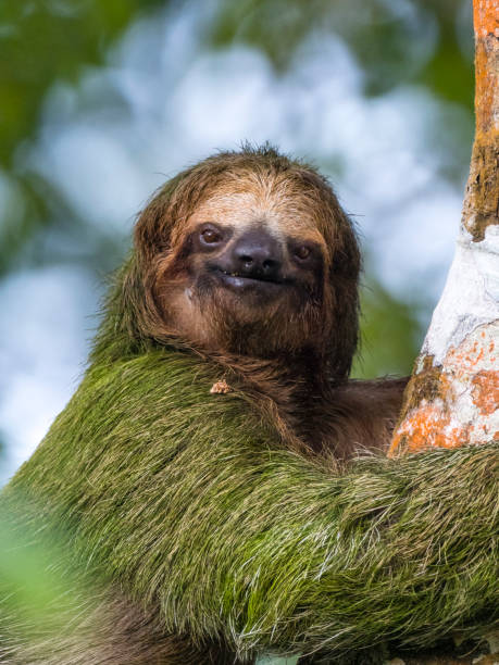 portrait of brown-throated three-toed sloth on tree - throated imagens e fotografias de stock