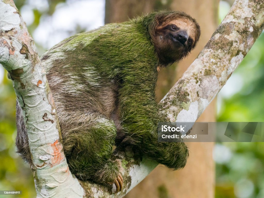 Sloth Tree Toe Algae Covered Brownthroated Threetoed Sloth Clambering Up Tree Stock ...