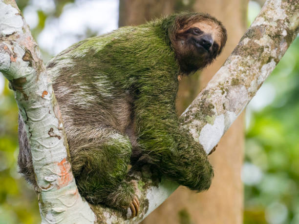 Algae covered brown-throated three-toed sloth clambering up tree stock photo