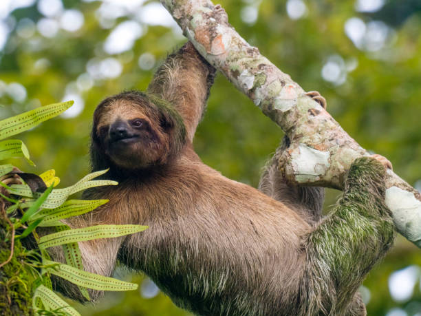 Brown-throated three-toed sloth hanging on tree branch stock photo