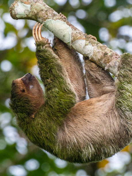 istock Algae covered brown-throated three-toed sloth clambering up tree trunk 1364484933