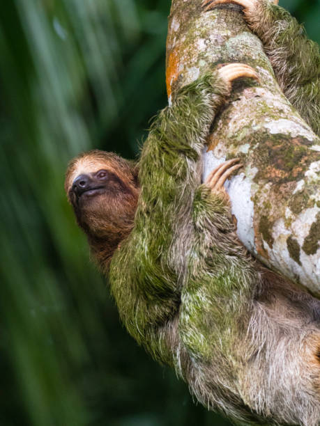 istock Algae covered brown-throated three-toed sloth clambering up tree trunk 1364484942