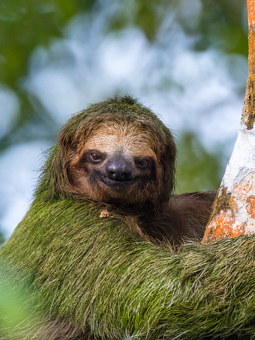 The brown-throated sloth (Bradypus variegatus) is a species of three-toed sloth found in the Neotropical realm of Central and South America.
The picture was taken in rainforest near La Fortuna in Costa Rica.